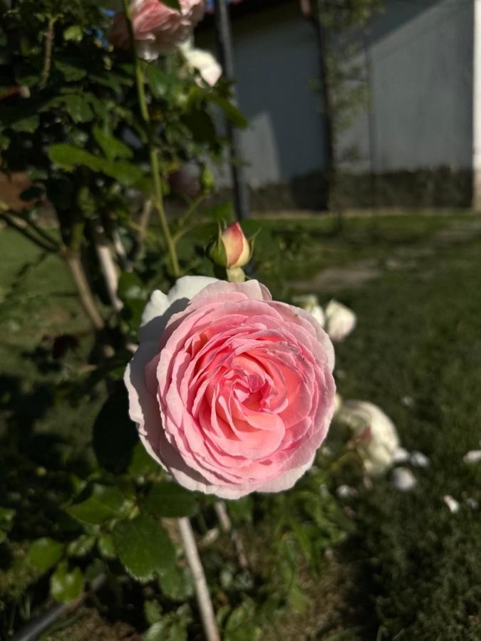 Хотелски Комплекс Копитото Tamarino المظهر الخارجي الصورة